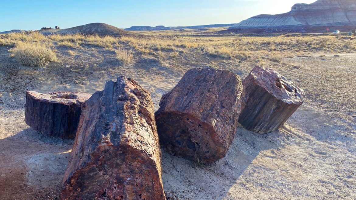 Petrified Forest National Park