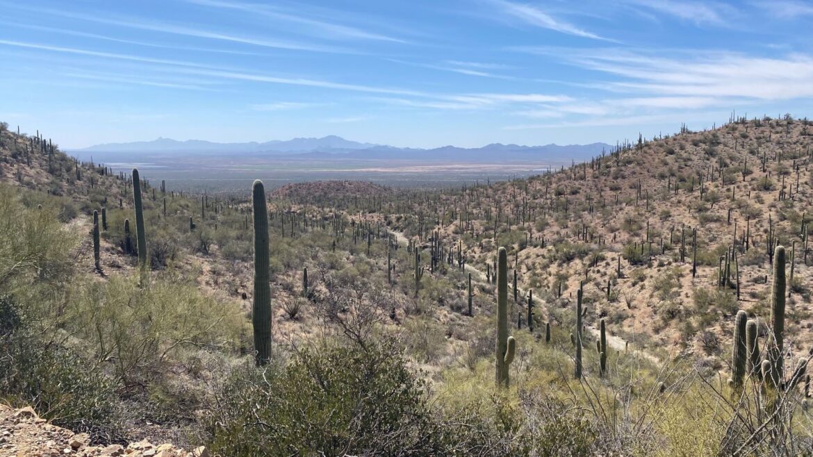 Saguaro National Park