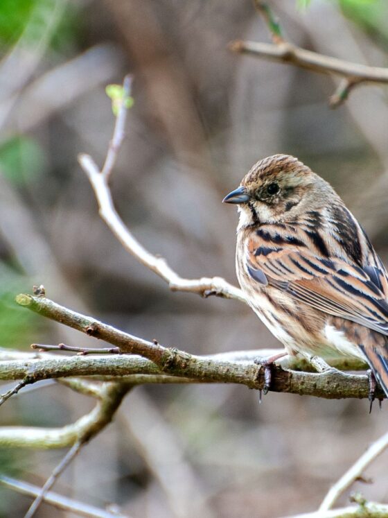 Can I Be Content With Less?