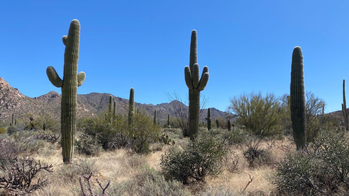 Saguaro National Park